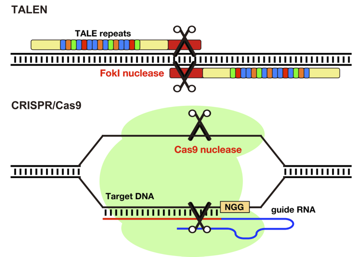 Genome editing