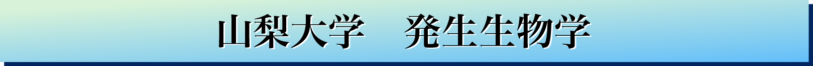 山梨大学 医学教育センター 発生生物学