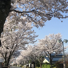 平野 知葉