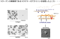 コラゲナーゼ処理.jpg