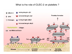 血小板活性化モデル.tif