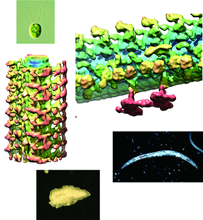 Anatomy and Structural Biology