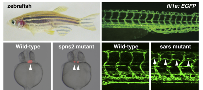 Zebrafish