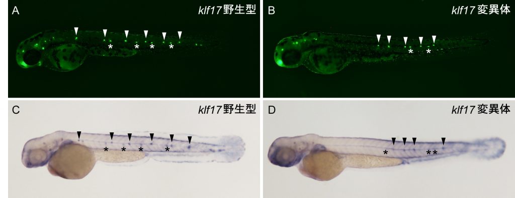 図2 klf17変異体における側線感丘の発生異常（2日胚）