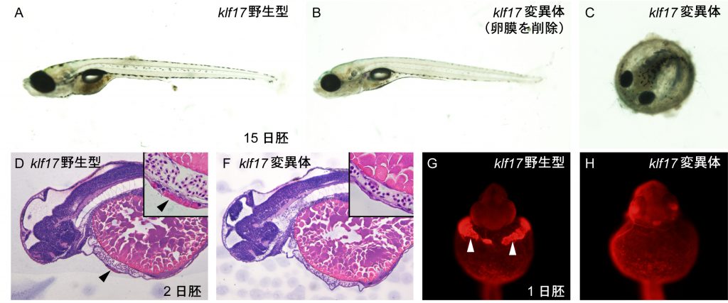 図1 klf17変異体は孵化腺細胞の消失による孵化不全の表現型を示す