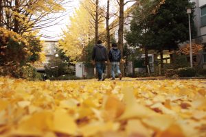 学内のイチョウ並木の写真