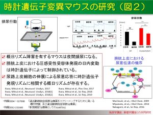 時計遺伝子変異マウスの研究