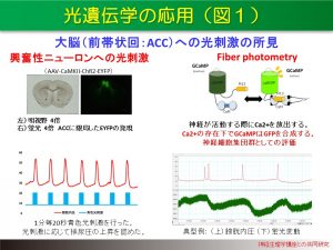 光遺伝学の応用