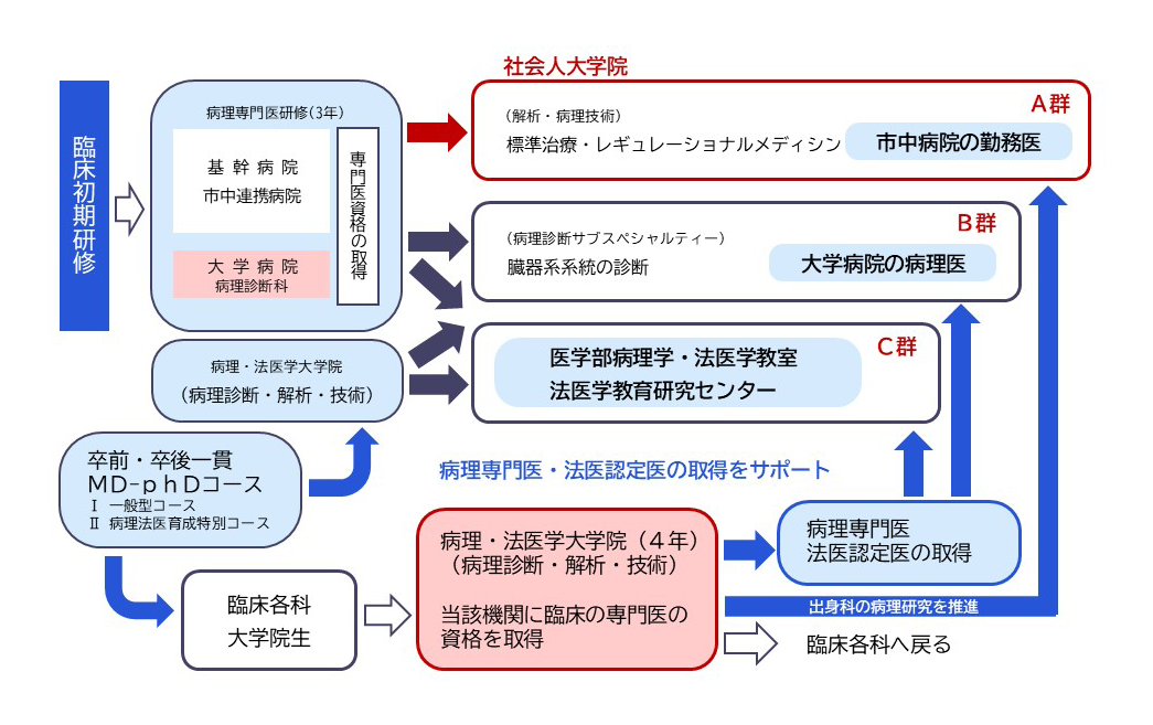 キャリアパスの概要